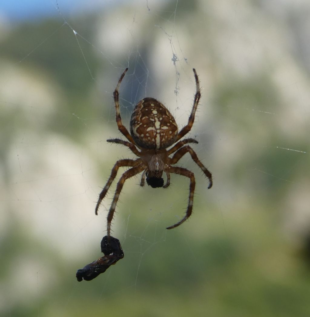 Araneus diadematus  - Alpi Apuane (Toscana)